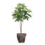 Sycomore 68,5 po H 68,5 po Real Touch, intérieur / extérieur, en pot rond (H 35 po x 35 po x 59 po)