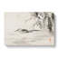 Spotted Sandpiper by Kono Baireir - Wrapped Canvas-55339709