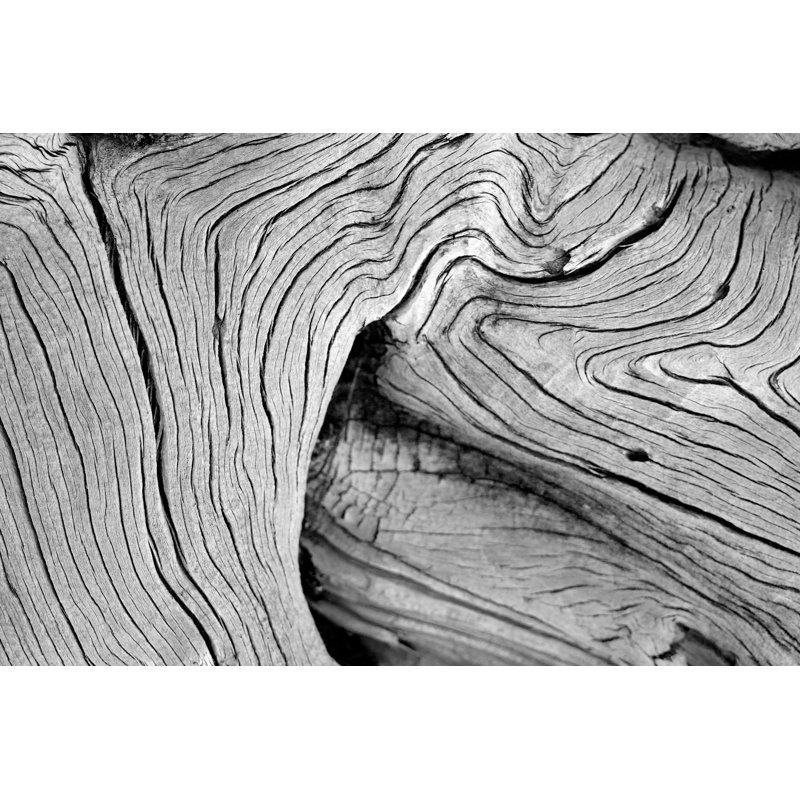 Tree Background by SafakOguz - Wrapped Canvas Print, 30cm H x 46cm W x 3.8cm D
