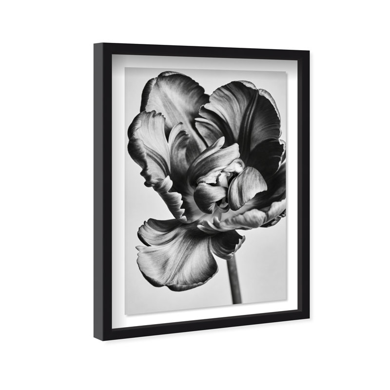 Graphite Flower Print by Oliver Gal, 31.5" H x 21.5" W, Black Shadowbox