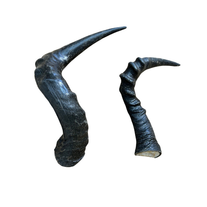 Dajour Real Red Hartebeest Horn