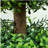 Set Of 2 Decorative Artificial Plants, Topiary Ball-Shaped Boxwood Trees In Pot, Fake Plants For Home Indoor Outdoor Decor, 39.4 Inch, Green