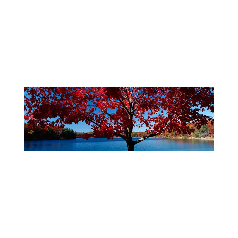 Close-up Of A Tree, Walden Pond, Concord, Massachusetts, USA - Wrapped Canvas Panoramic Print