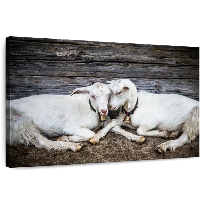 Brampt Goat Love, 34" H x 51" W
