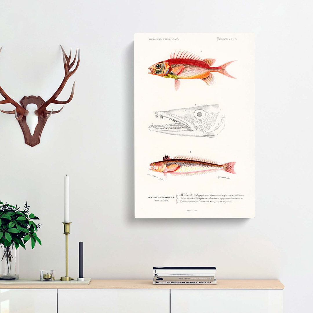 Fish Illustrations PL. 2 by Charles D Orbigny - Wrapped Canvas