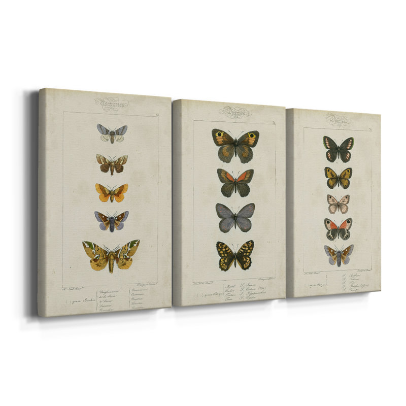 Pauquet Butterflies IV  -Custom Wrapped Gallery Canvas - 3 Pieces, 12" H x 24" W