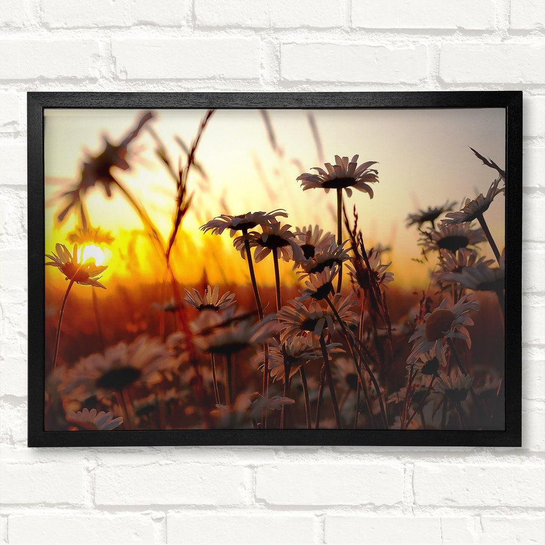 Gänseblümchen bei Sonnenuntergang Gerahmter Druck