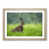 Oak Framed selected