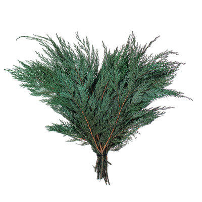 Dakota Fields Natural Botanicals 18-24 "Port Orford Cedar Branches - 16 oz. Cèdre préservé.