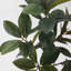 Arbre de magnolia 51 po