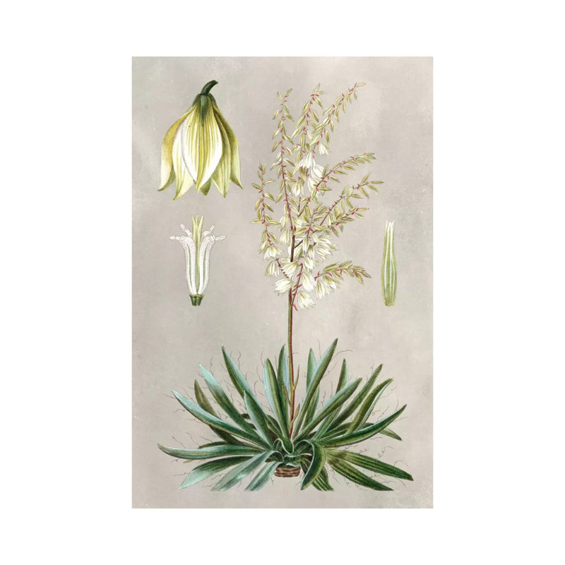 Tropical Varieties I 1 Piece Wrapped Canvas Wall Art, 20.32 cm H x 30.48 cm W