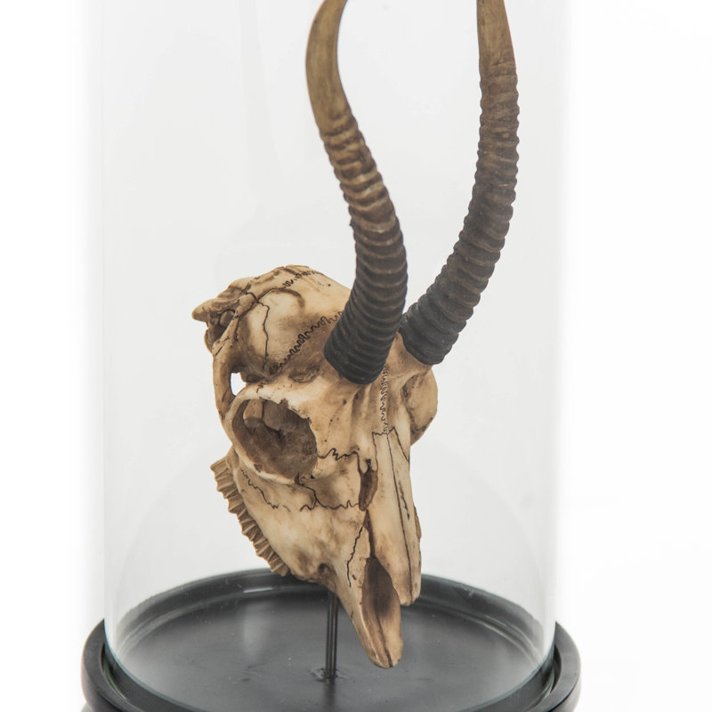 Crâne de gazelle avec verre en forme de cloche