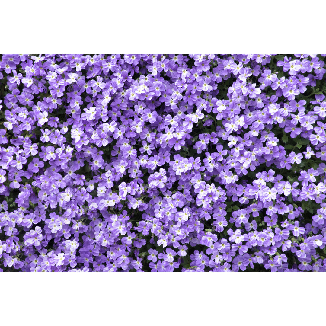 Purple Bush Plant von Deepblue4you - Kunstdrucke auf Leinwand ohne Rahmen