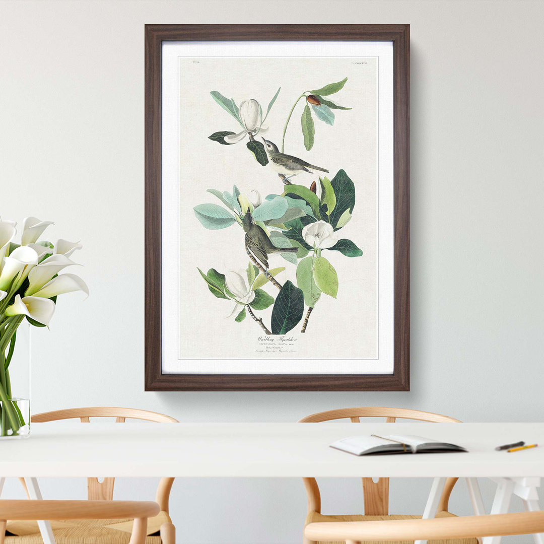 Warbling Flycatcher Birds by John Audubon - Framed Print