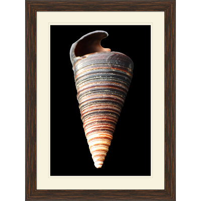 Large Shell 6 Print