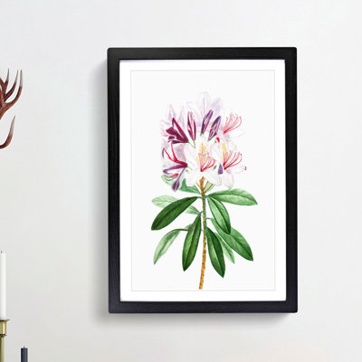 Pink Rhododendron Flowers by Pierre-Joseph Redoute - Picture Frame Painting Print