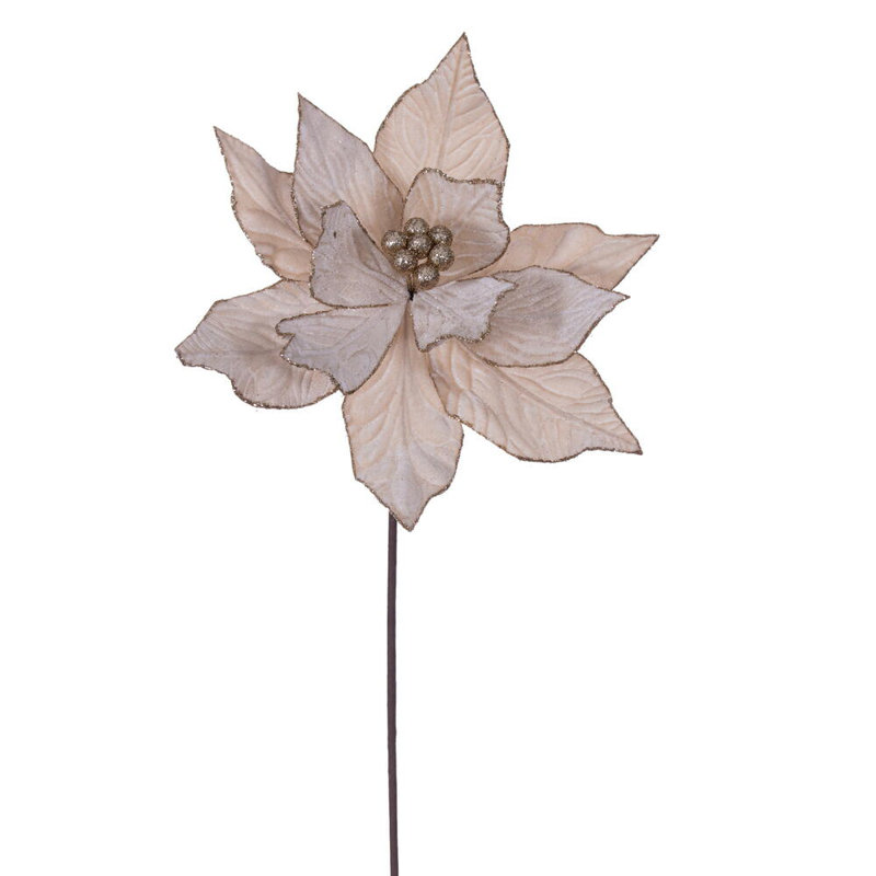 Tiges de poinsettias de Cleorand, Champagne