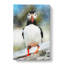 Lone Atlantic Puffin - Wrapped Canvas-56666989