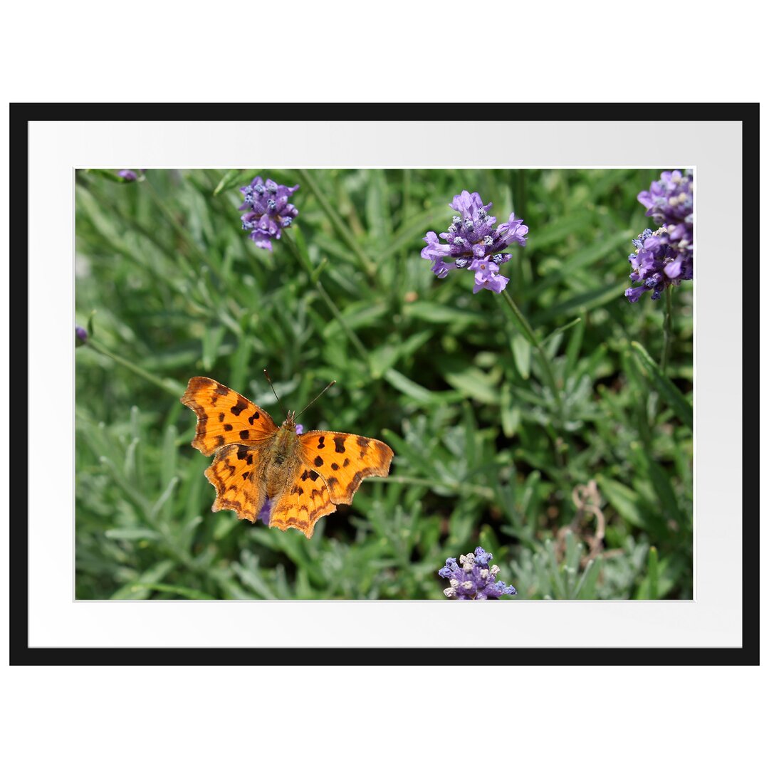 Schmetterling in Blumenwiese Gerahmter Fotodruck Poster