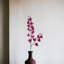 Delphinium Bush-1499276439