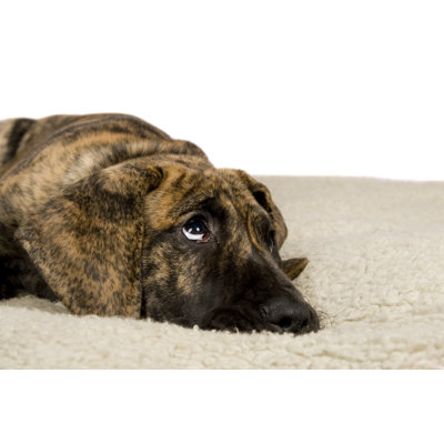 Great Dane Puppy - Wrapped Canvas Print