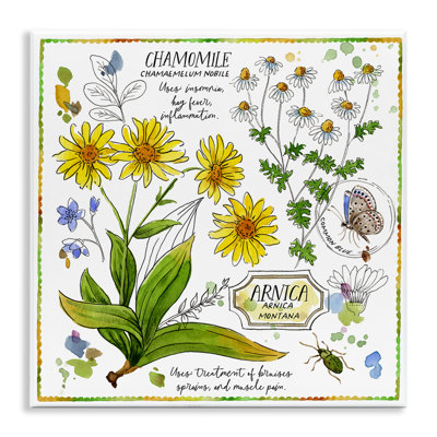 «Camomile Herb Uses Wall Art» par Jane Maday