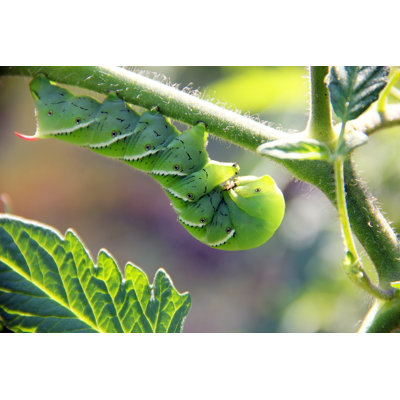 Tobacco Hornworm - Wrapped Canvas Print