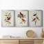 Pl 354 Louisiana Tanager - Ensemble de 3 impressions encadrées sur toile-1600168462-1600168458