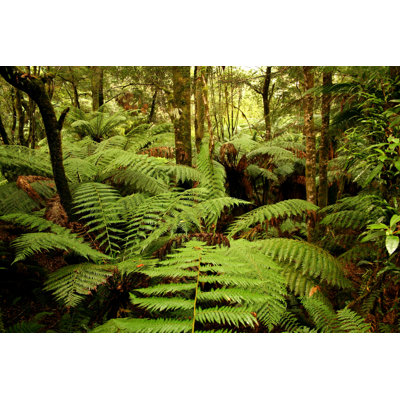 Tarkine par czardases - Photographie sur toile tendue