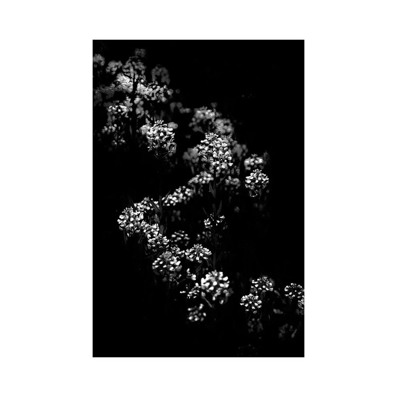 Black And White Floral Bush by Brian Carson - Wrapped Canvas Print, 30.48 cm H x 45.72 cm W