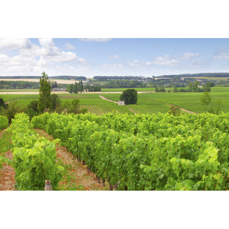 Vineyard Loire Valley France - Wrapped Canvas Photograph, 20cm H x 30cm W