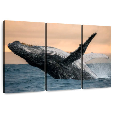 Baleine à bosse Brampt