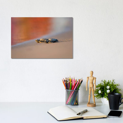Kemp's Ridley Sea Turtle Hatchling II by Larry Ditto - Wrapped Canvas Print