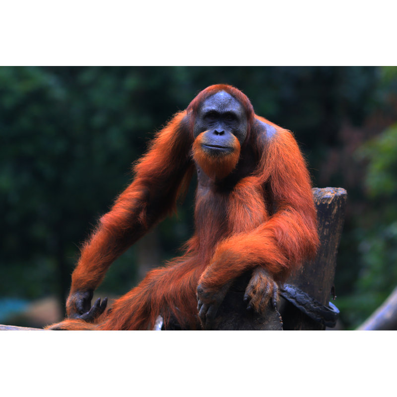 Orangutan by Yamtono_Sardi, 12" H x 18" W