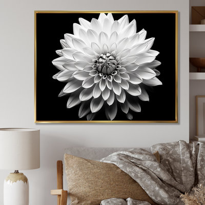 Dahlia In Monochrome Black And White