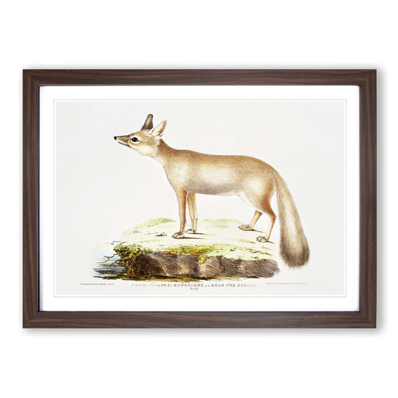Doab Fox Illustration by John Edward Gray - Picture Frame Painting Print, Walnut Framed, 27cm H x 36cm W x 2cm D