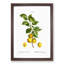 Apricot Tree Branch by Pierre-Joseph Redoute - Single Picture Frame Painting-55544967-55544968