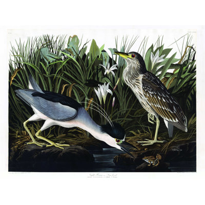 Shayaan Audubon Night Heron - reproduction d'art sur toile tendue