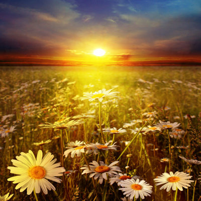 " Sunset Over Field " by Elenavolkova