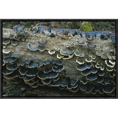" Bracket Fungus Growing On Log "