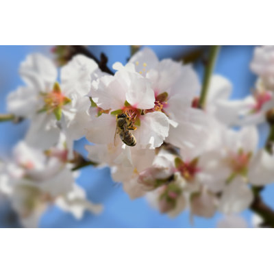 Bee On Almond Tree by Dimitris_k - Wrapped Canvas Print