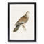 Oriental Turtle Dove by Von Wright - Picture Frame Painting Print-55733911-55733912