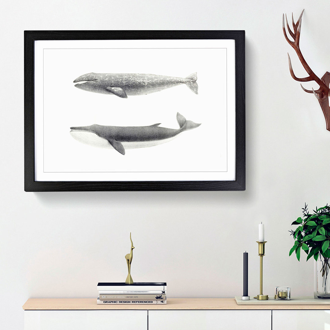Californian Grey & Finback Whale by C.M. Scammon - Framed Print