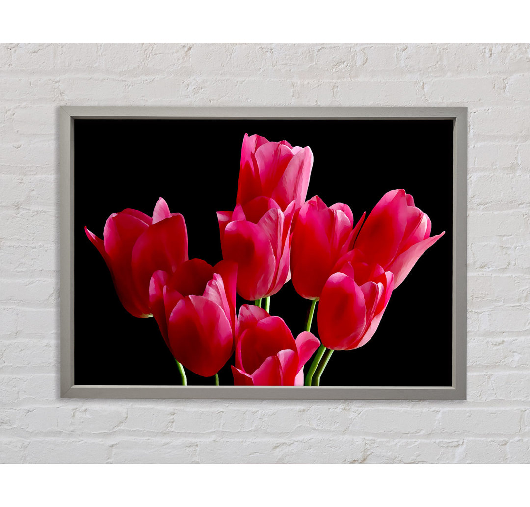 Blume Cerise Tulpen - Einzelner Bilderrahmen Kunstdrucke auf Leinwand