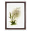 Magnolia Flowers Illustration Tab. 44 by Frederick Sander - Picture Frame Painting Print-55759005-55759006