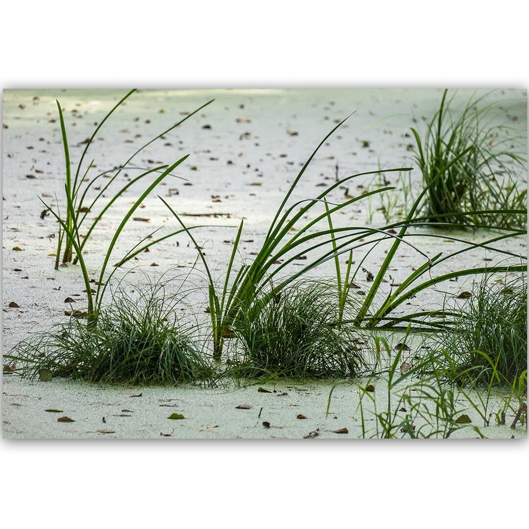 Leinwandbild Gras am Strand