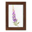 Annie's Foxglove II-117258035-117258036