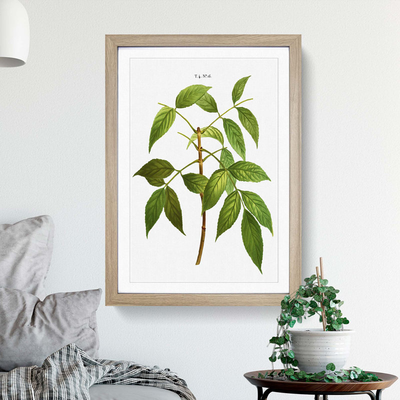 American Ash Tree Branch by Pierre-Joseph Redoute - Single Picture Frame Painting, 45cm H x 33cm W x 2cm D, Oak Framed