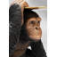 Butler Playing Chimp Figurine