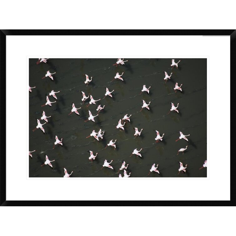 Global Gallery Lesser Flamingo Flock Taking Flight From The